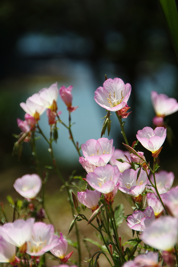 昼咲き月見草Ⅱ