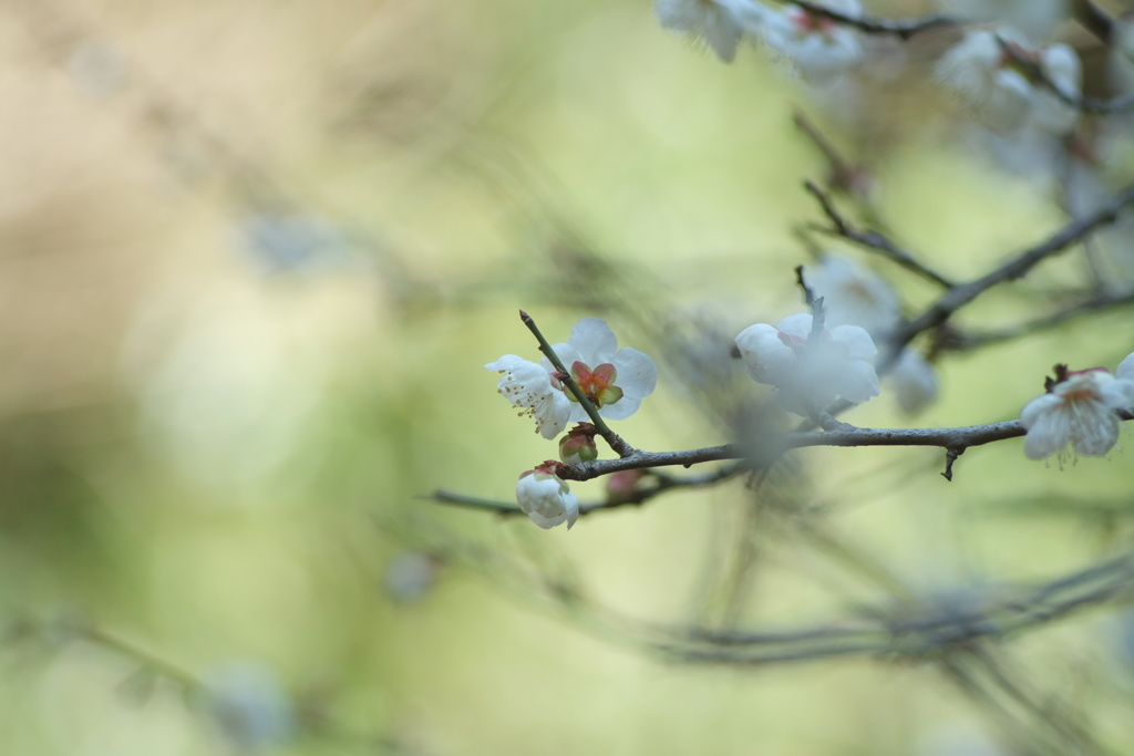 梅の香り　参