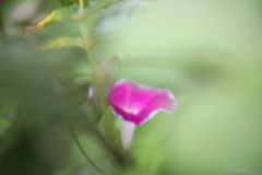 あさがほ