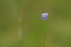 公園の芝生でⅣ