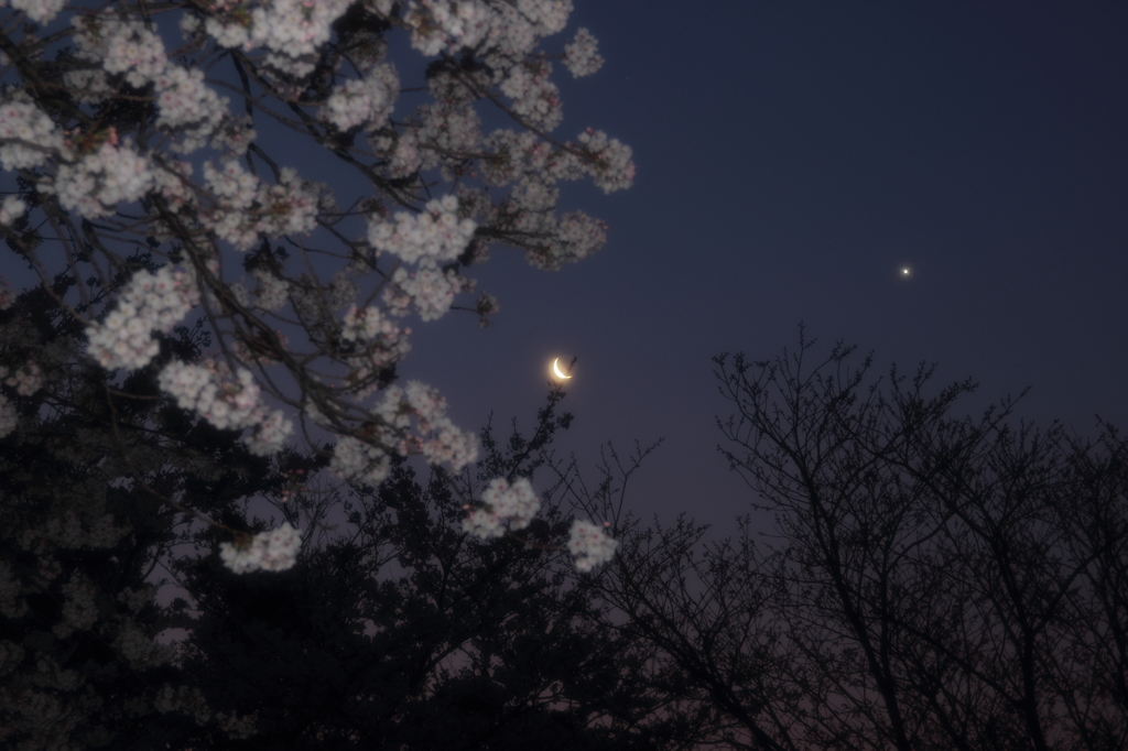 桜、月そして明けの明星