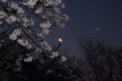 桜、月そして明けの明星