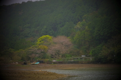 入り江の桜は三分咲き