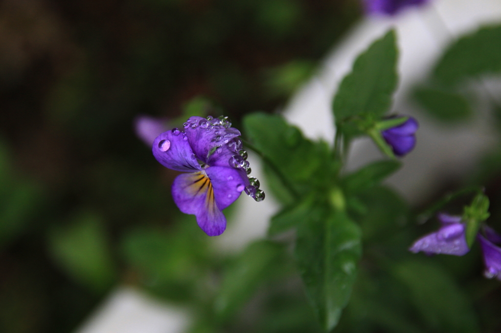 しずくが重い・・・