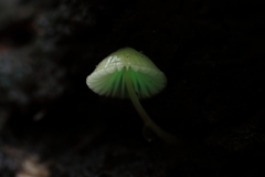 梅雨入りしたキノコの森で
