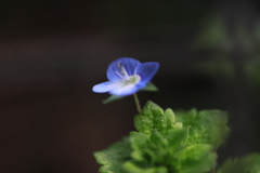ちっちゃな野の花　ⅰ