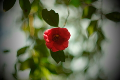 やぶ椿 f1.2　ⅲ