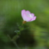 やっぱり好きですこの花が！