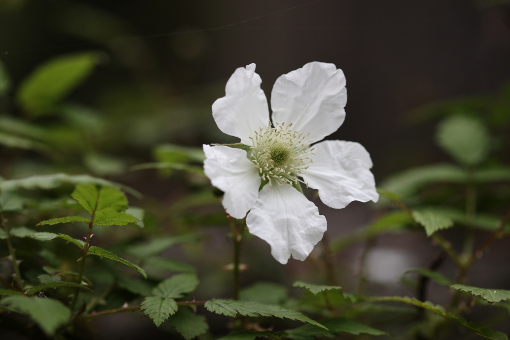 身近な花たちⅣ