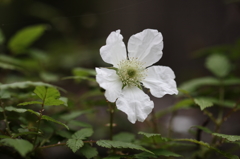 身近な花たちⅣ