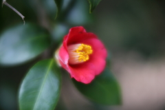 初雪ちらつく中で　参