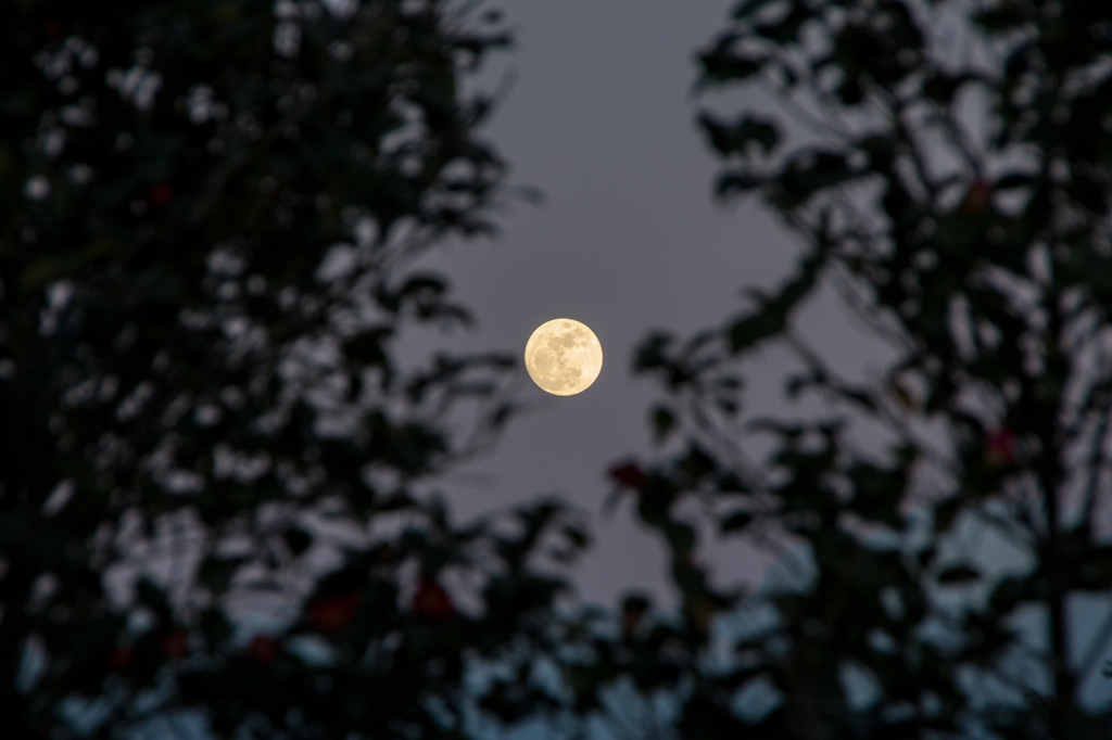 今年最小の・・・Ⅲ