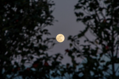 今年最小の・・・Ⅲ