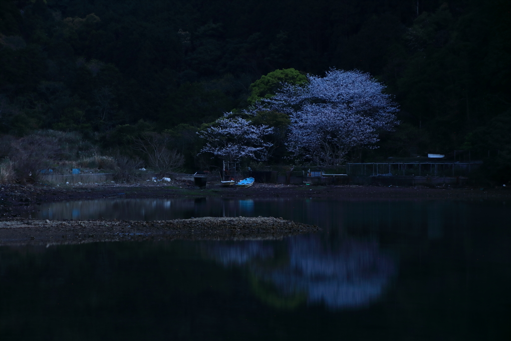 入り江の夜桜
