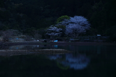 入り江の夜桜