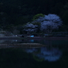 入り江の夜桜