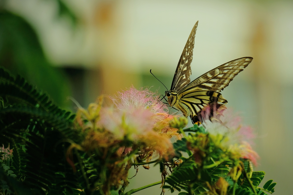 蝶とネムの花　ⅰ