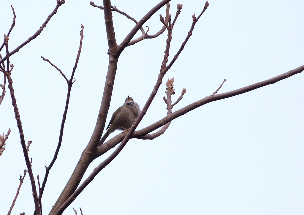 ホーホケキョ！の声の主