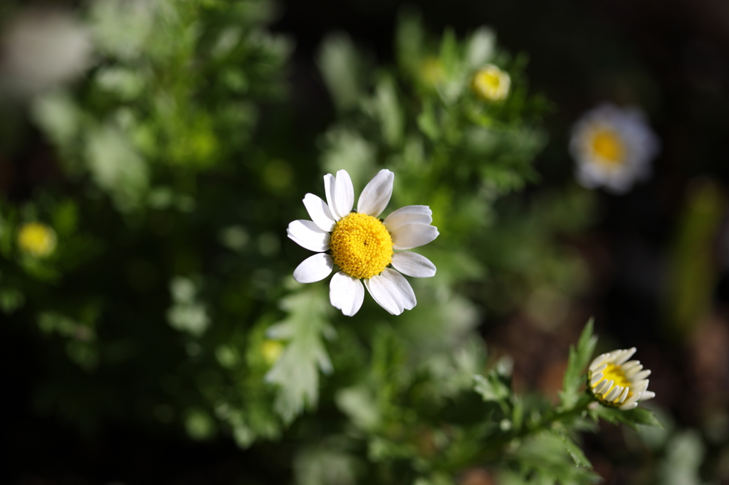 庭の花Ⅱ