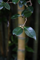 古里の秋Ⅱ