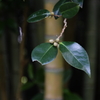 古里の秋Ⅱ