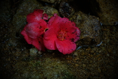 生生流転　壱