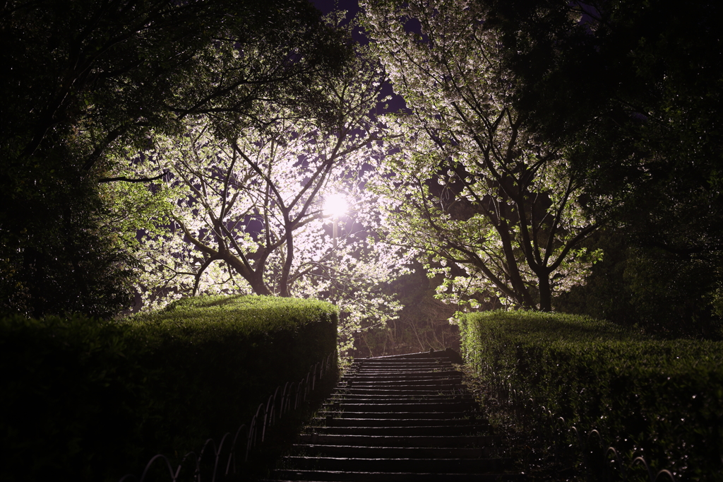 風雨の後の夜桜Ⅲ