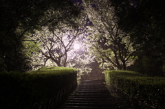 風雨の後の夜桜Ⅲ