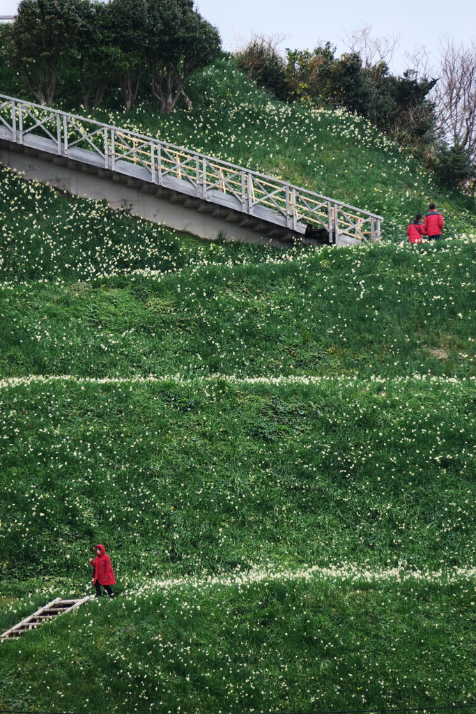 野母崎水仙まつりⅤ