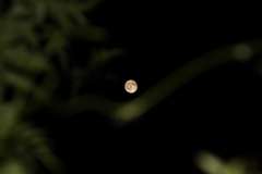 今宵の月も綺麗ですⅡ