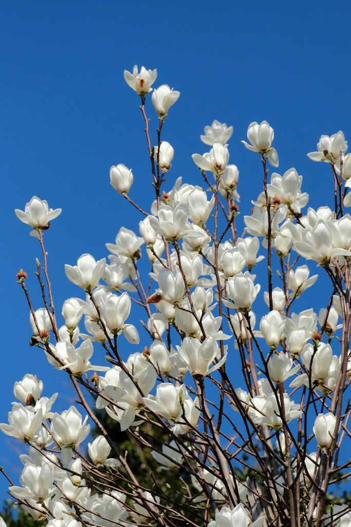 春の日射しに誘われて　弐
