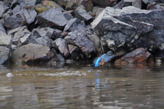 カワセミ　ⅱ