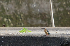 久しぶり、でも遠すぎて　ⅲ