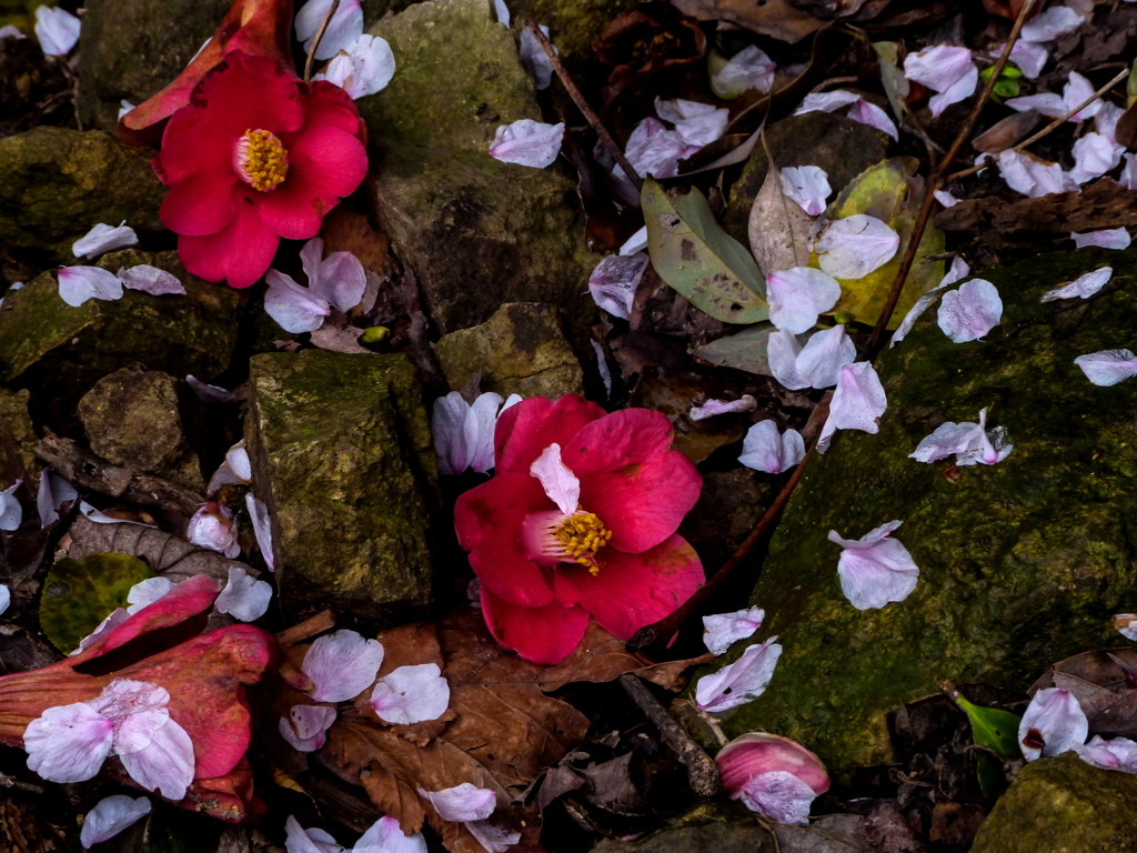 落ち椿Ⅷ