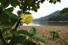 日暮れのハマボウⅡ