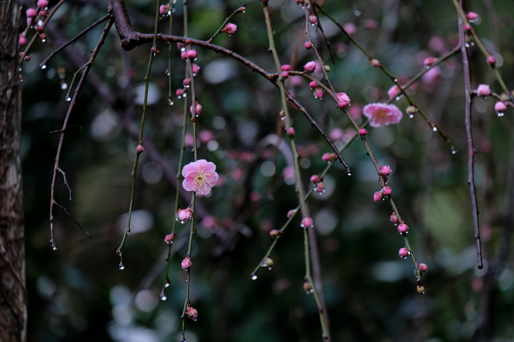 雨上がり　壱