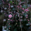 雨上がり　壱