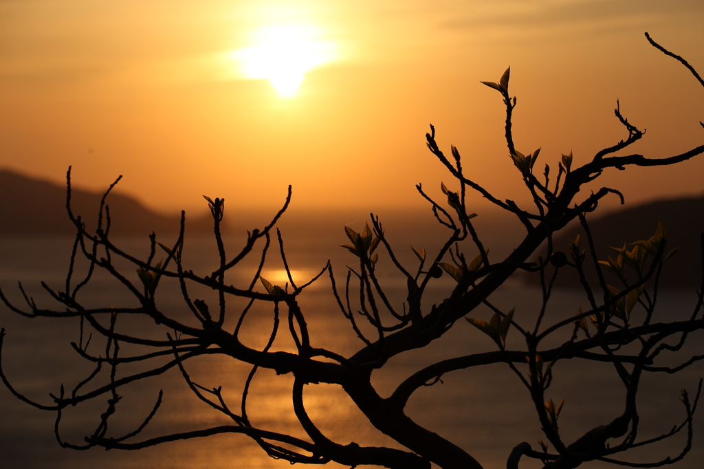 久々の夕陽Ⅳ