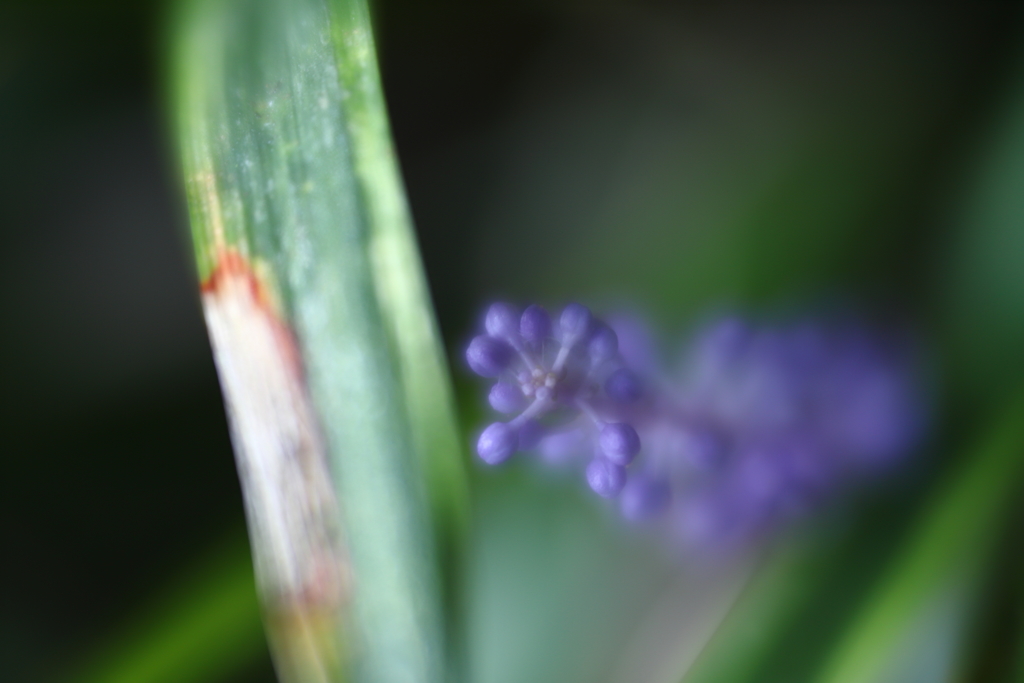雨風去りし朝Ⅳ