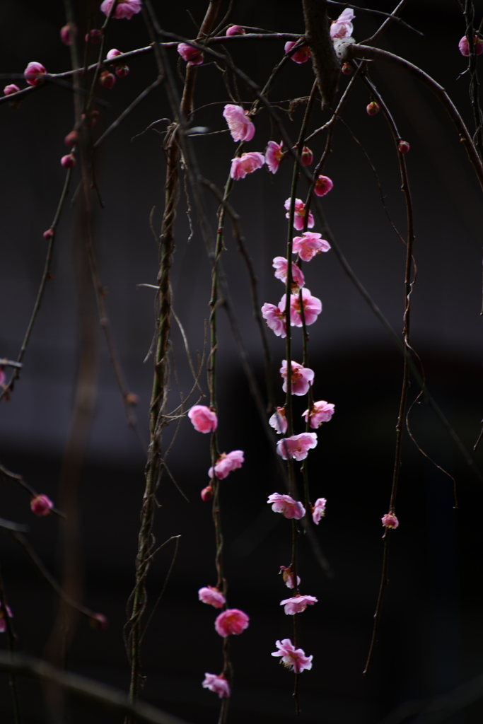 枝垂れ梅Ⅳ