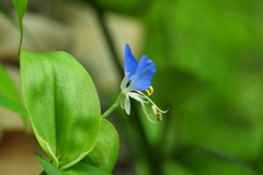 碧い鳥を待つ場所で　ⅰ