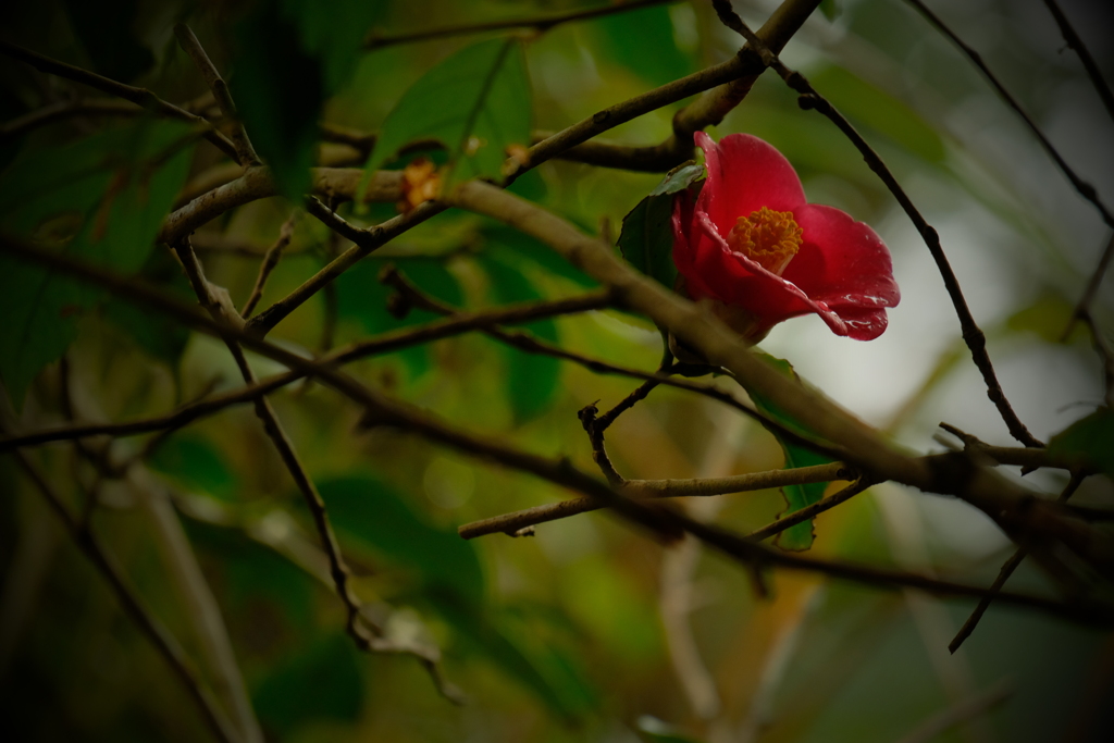 徒然なるままに　参