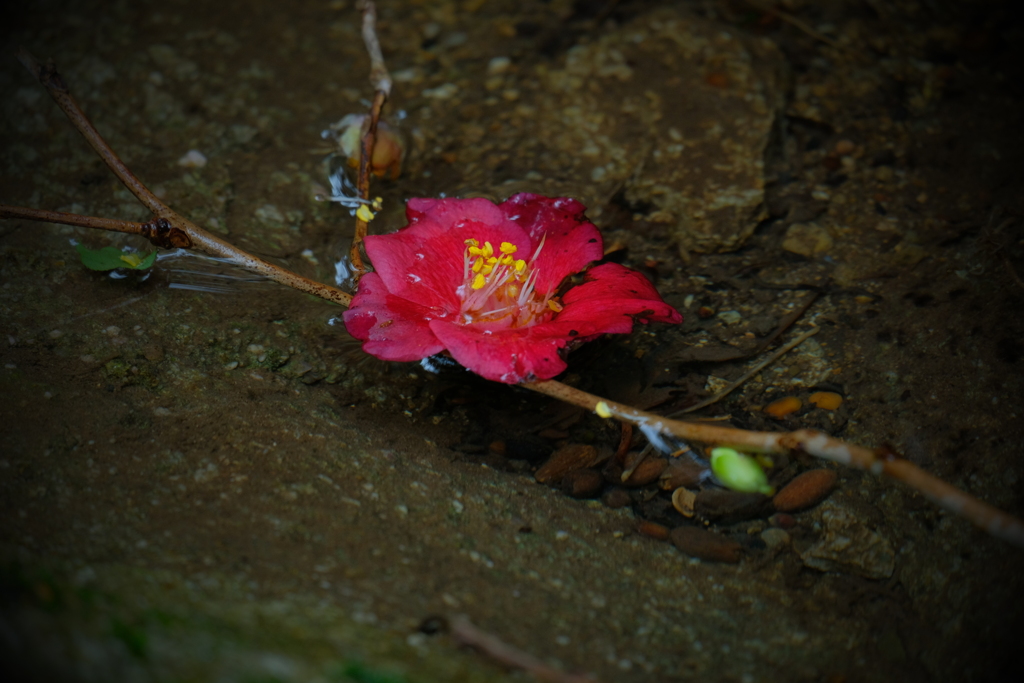 生生流転　参