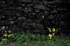 石垣とつわぶきの花の似合う町Ⅱ