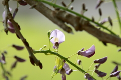 咲き始めたよ　ⅰ