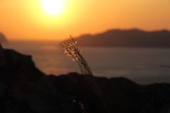 夕陽に輝く秋のなごり