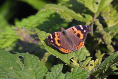 アカタテハ　ⅰ