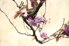 八重桜