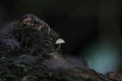 キノコ探索　ⅳ