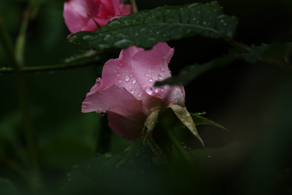 梅雨入りの朝Ⅴ